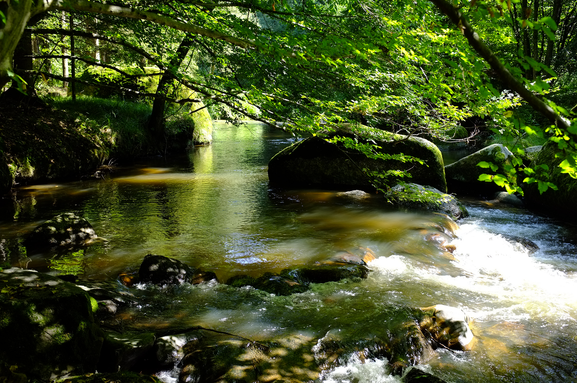 Feld- und Waldaisttal Schattiger Waldfluss fließt zwischen moosigen Felsen, von grünem Laubdach bedeckt.