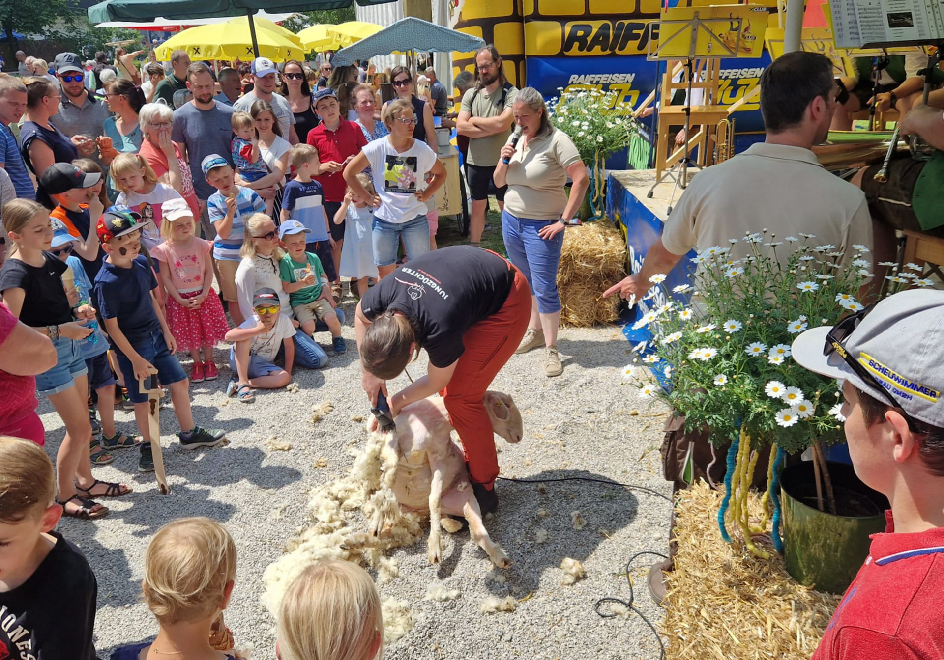 Mann schert Schaf vor Publikum, während Moderatorin ins Mikrofon spricht.