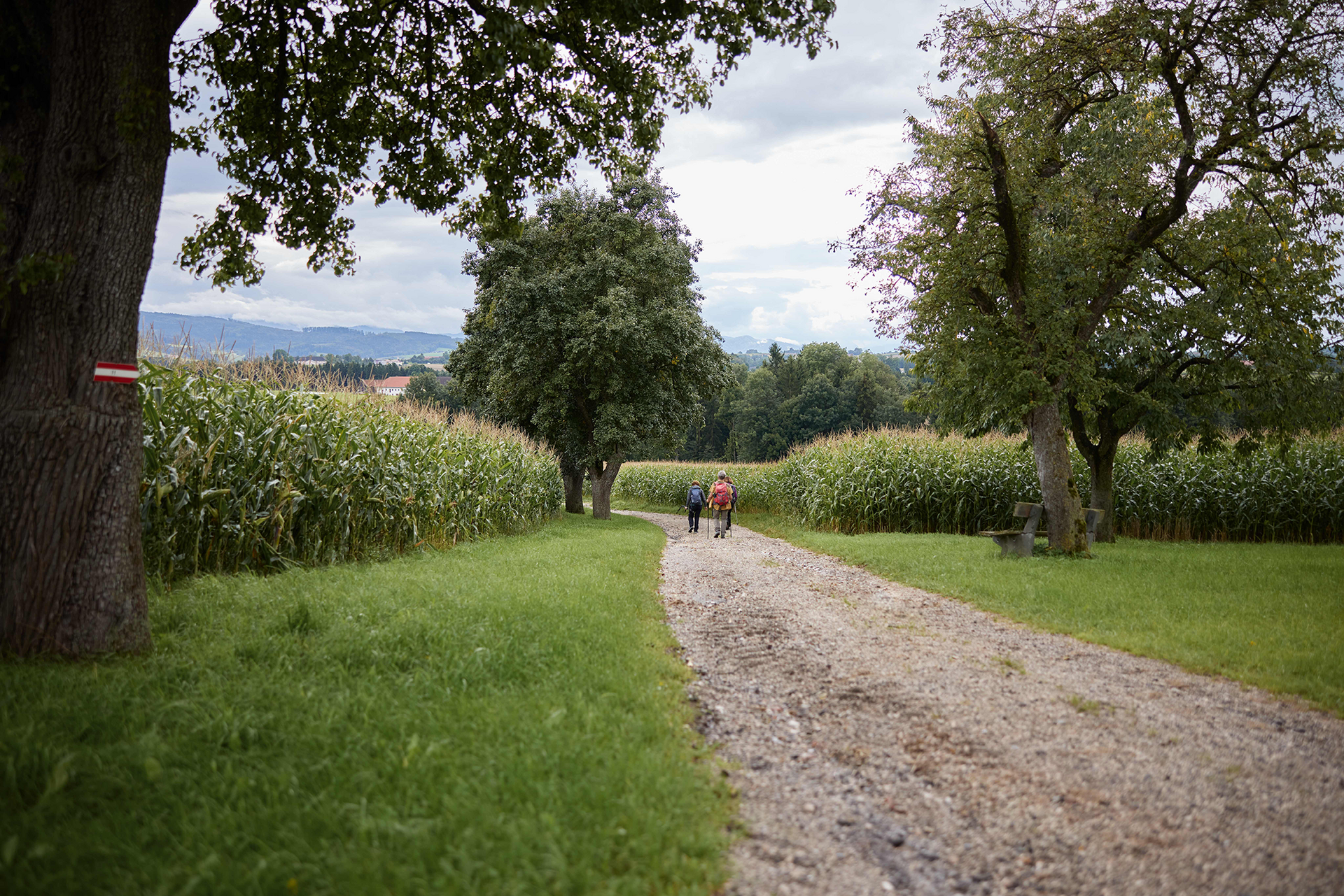 Ausflugstipp Bad Hall Drei Wanderer gehen einen Kiesweg entlang durch Maisfelder, eingerahmt von Bäumen.