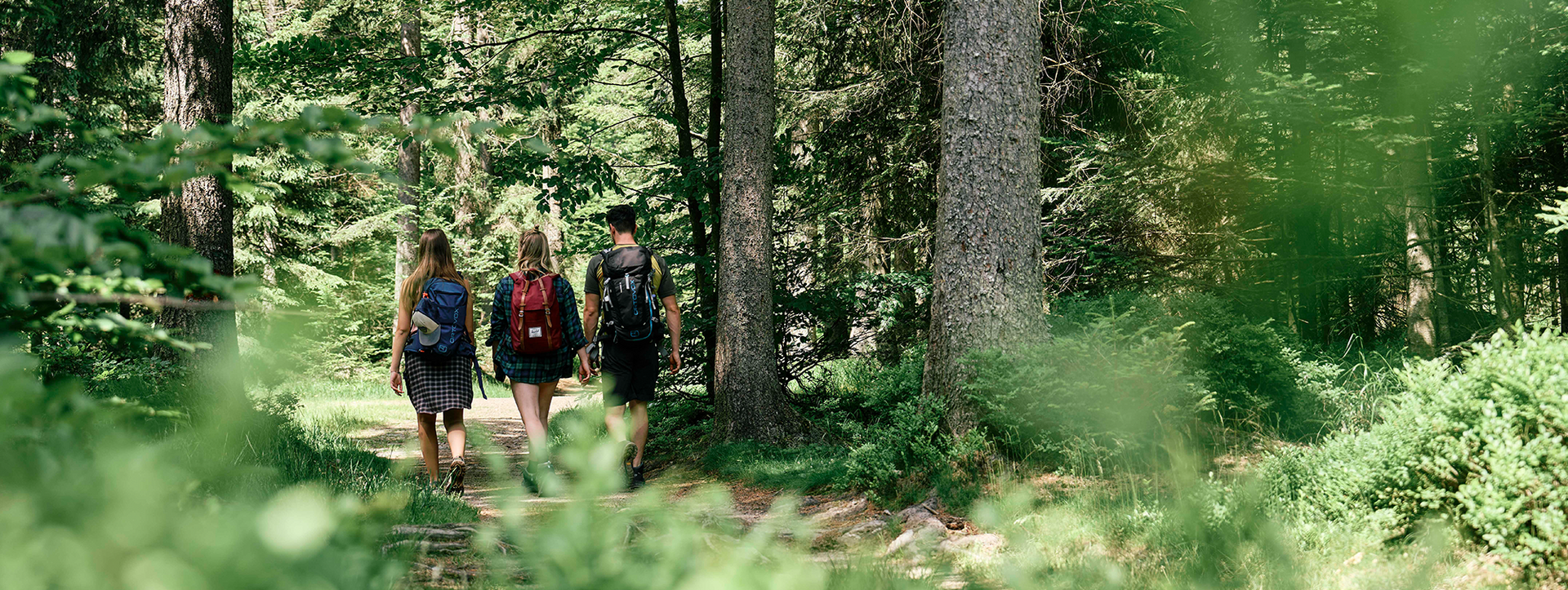 Drei Wanderer mit Rucksäcken wandern durch einen grünen Waldpfad.