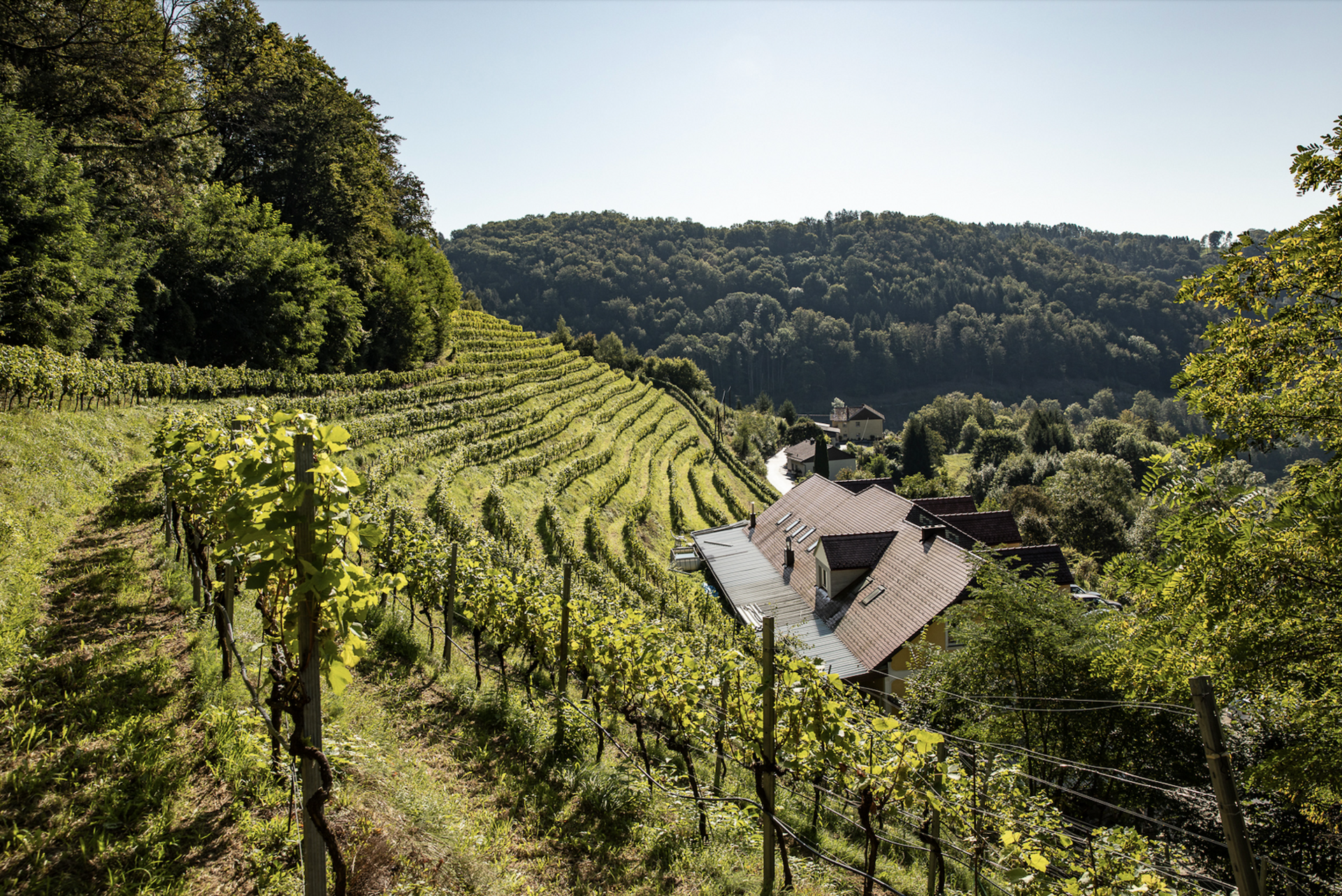 Weingarten Haselgraben Terrassenförmige Weinberge am Hang, Dorfhäuser unten rechts, Wald im Hintergrund.