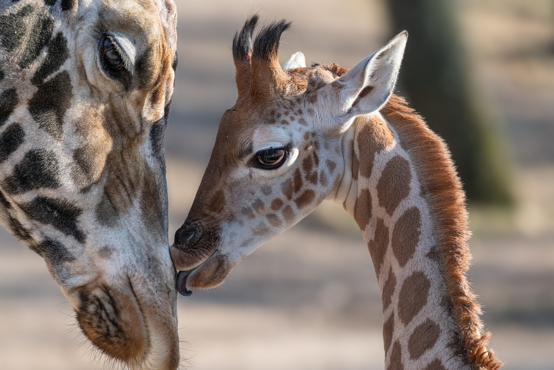 Nahaufnahme einer erwachsenen Giraffe und eines Jungtiers, die sich sanft mit den Nasen berühren.