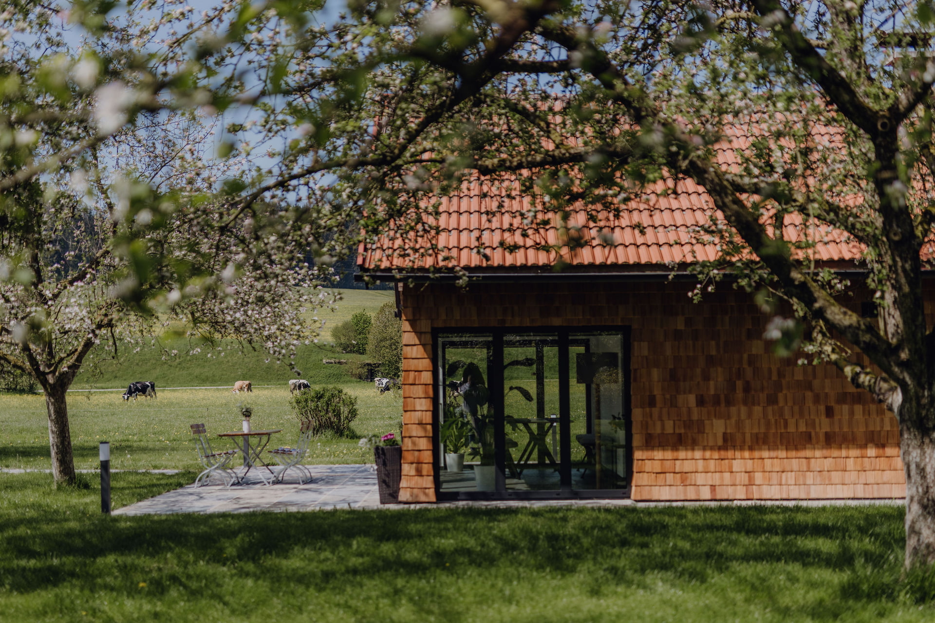 Aicherhof Holzhaus mit rotem Ziegeldach und Glasfront; Terrasse mit Gartenmöbeln vor grüner Wiese, Kühe im Hintergrund.
