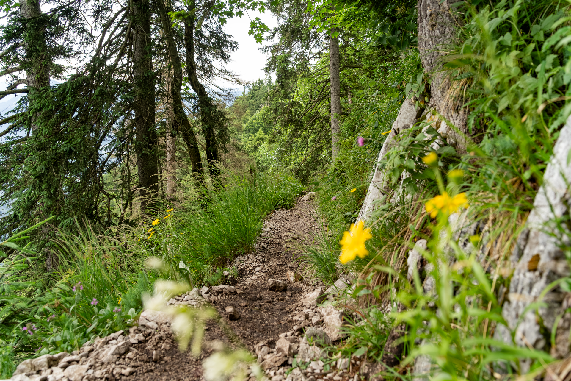 Waldpfad mit steinigem Weg, von Grün umgeben, gelbe Blumen am Rand, felsige Böschung rechts.
