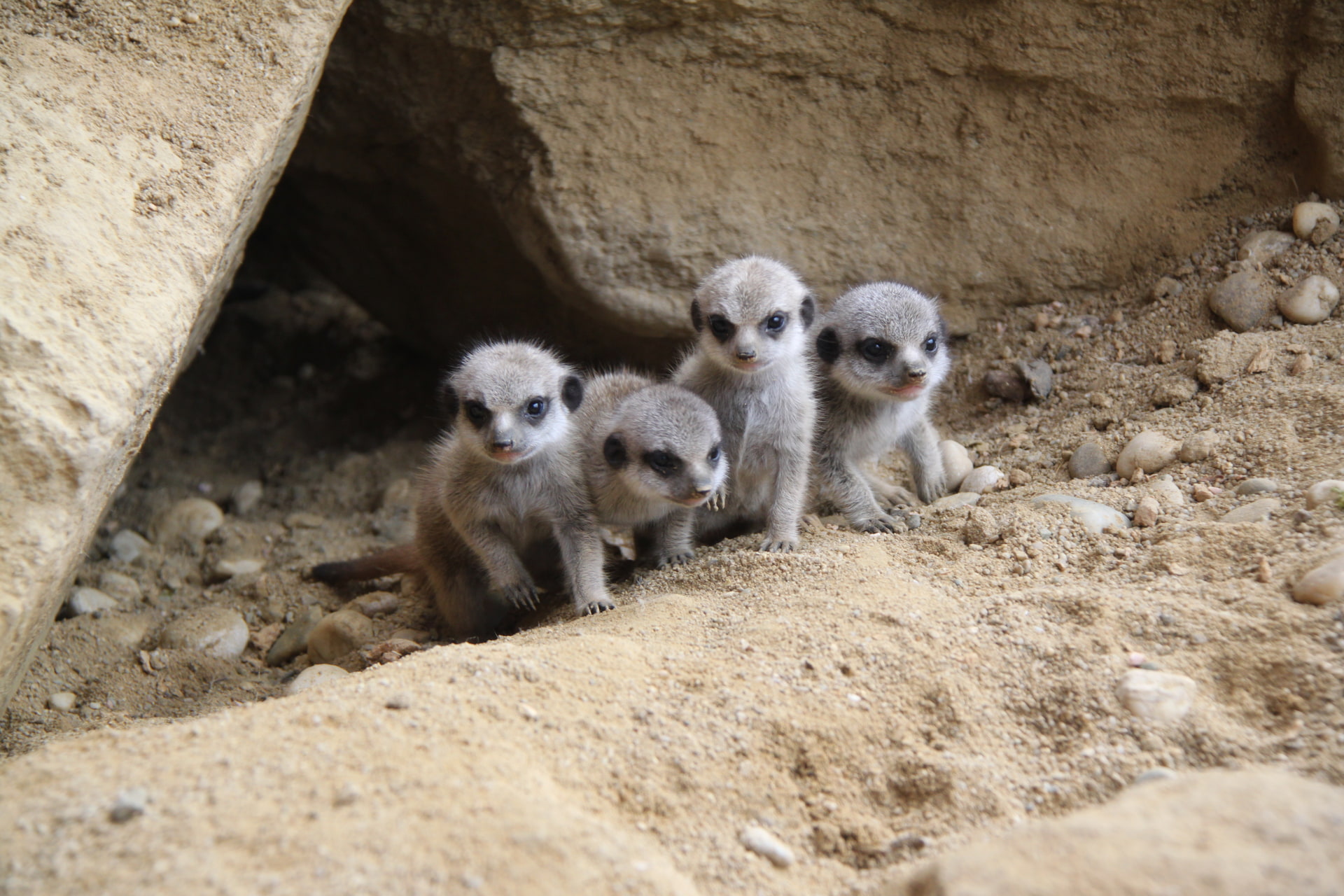 Vier junge Erdmännchen stehen am Höhleneingang eines Sandbaus.