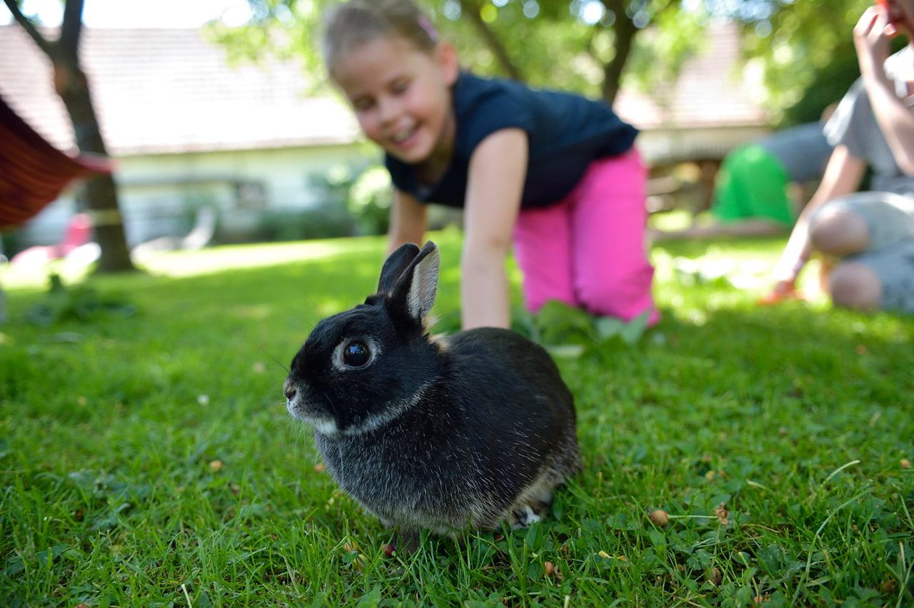 Schwarzes Kaninchen sitzt im Gras, Junge streichelt es im Garten.
