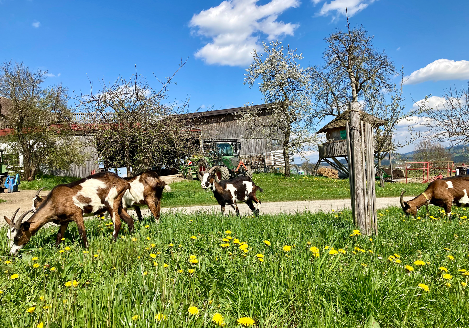 Ebnerhof - Urlaub am Bauernhof Kühe grasen auf einer Weide neben einem Bauernhof mit blühenden Bäumen.